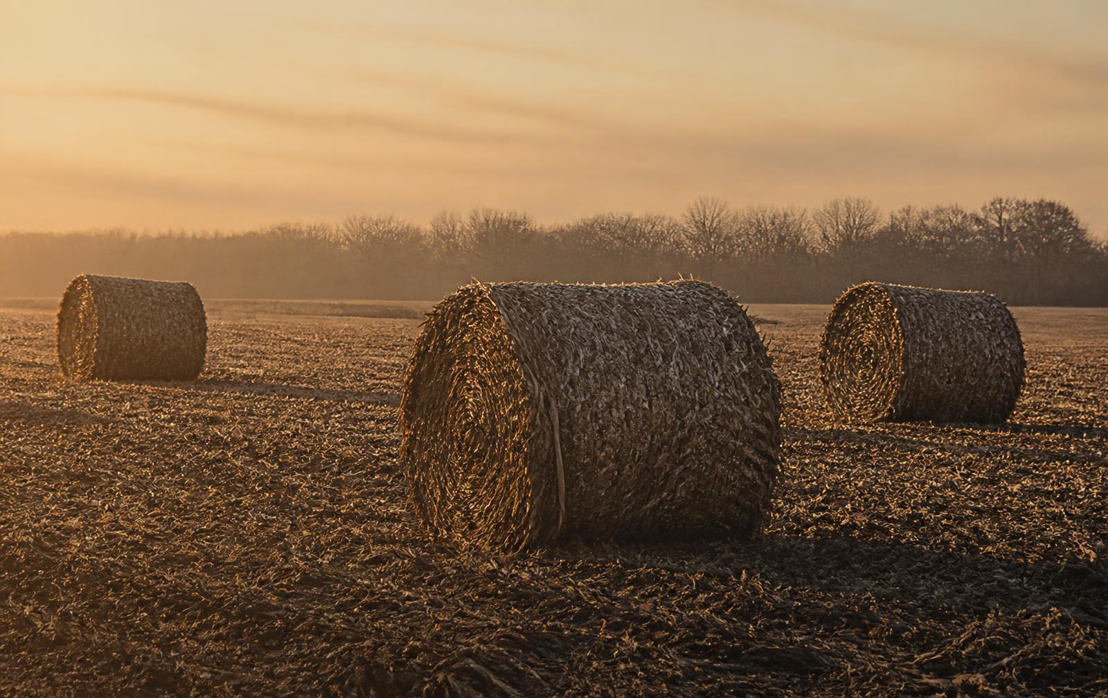 Agricultural crop residue bales in a field at golden hour